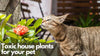House plants that are poisonous for your pets
