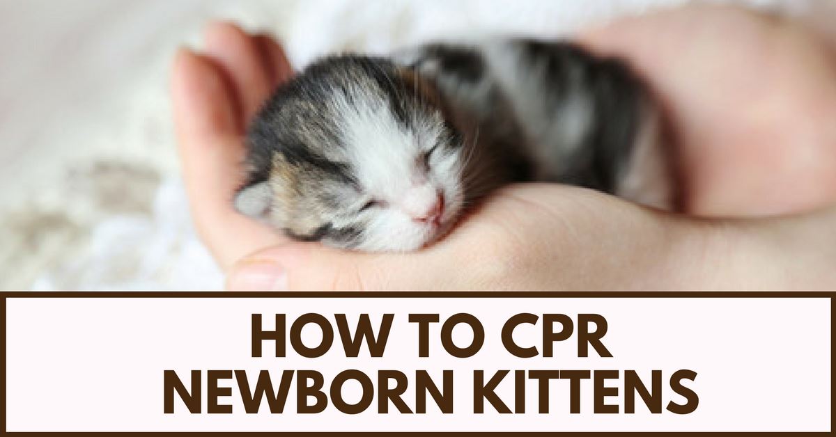 How To CPR Newborn Kittens