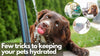 Keeping your pets hydrated, a few tricks to ensure you’re well prepared for warmer days