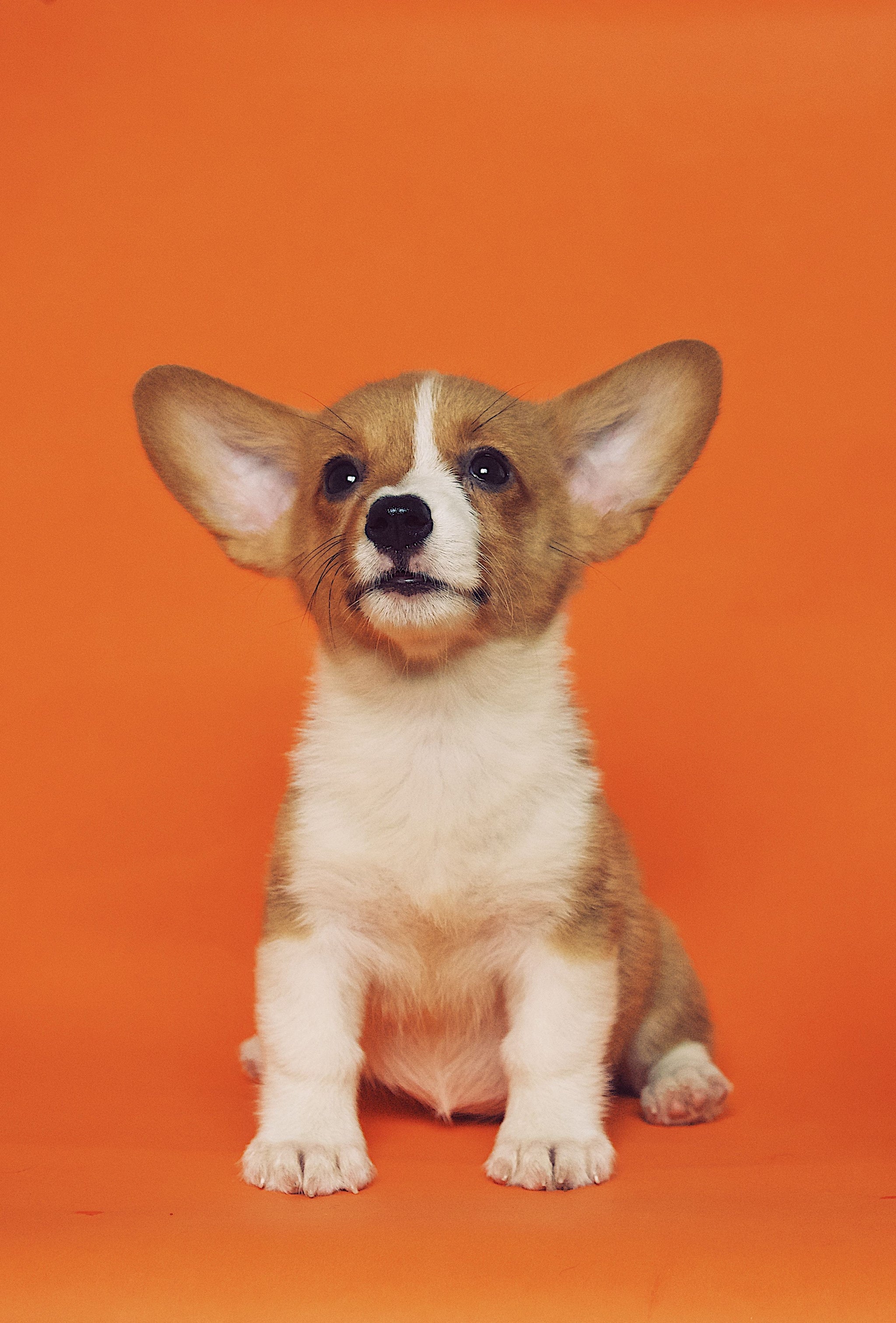 When Do You Separate Puppies From The Litter?