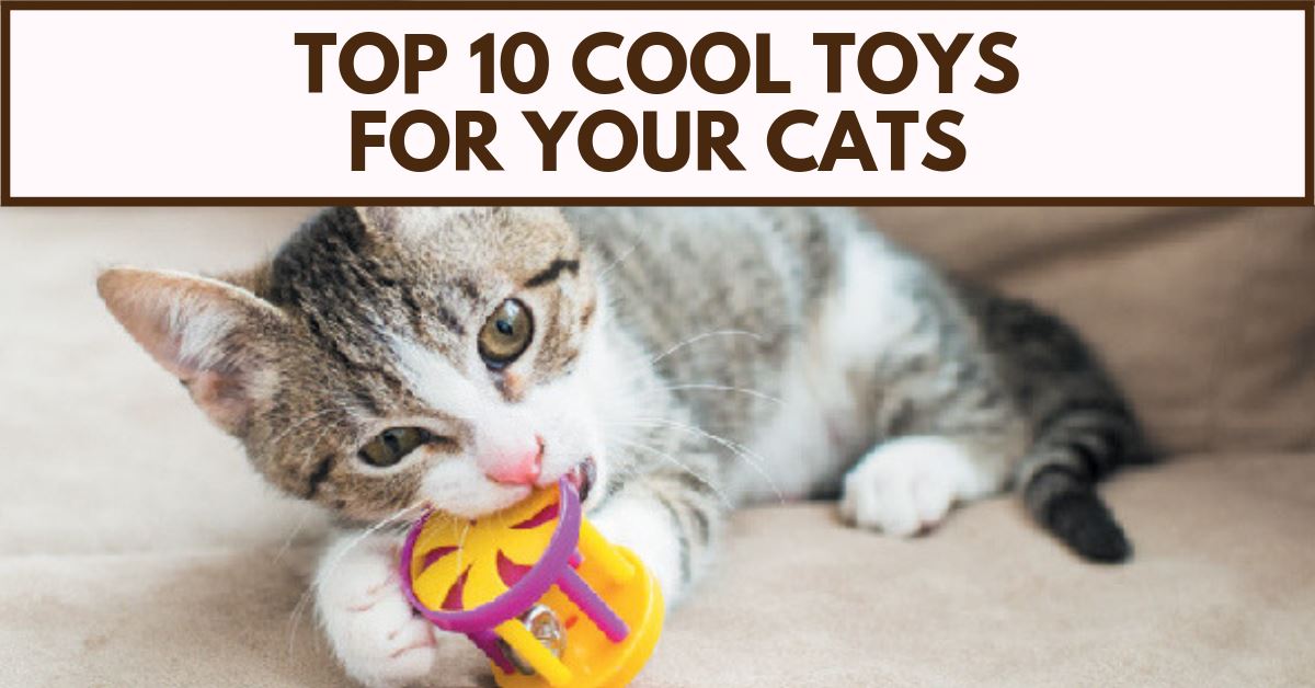 10 Amazing Toys for Your Cat’s Mental and Physical Workout