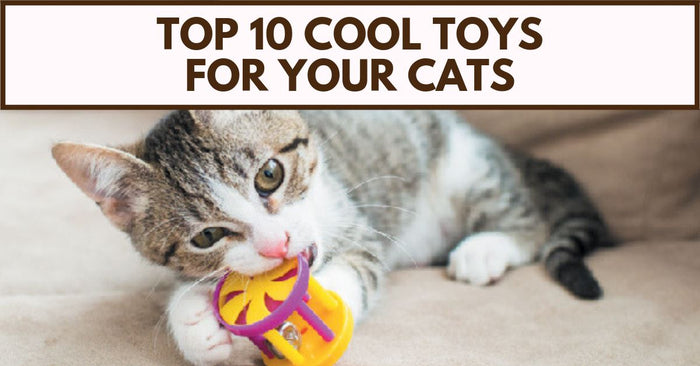 10 Amazing Toys for Your Cat’s Mental and Physical Workout