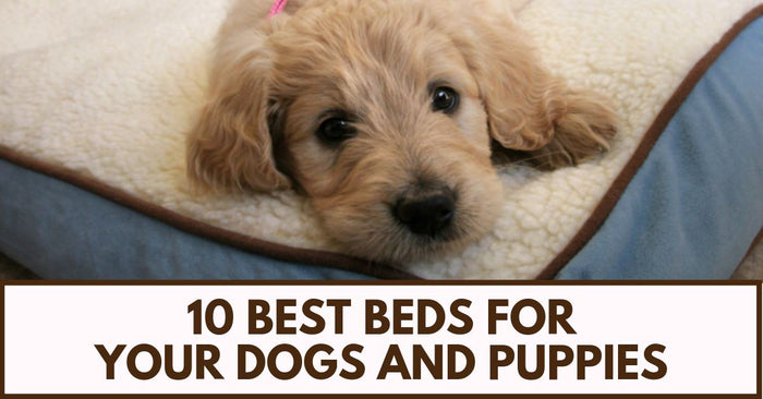 10 Best Beds for Your Dogs and Puppies