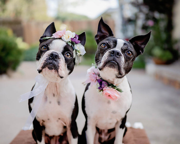 10 Best Fruits and Vegetables For Your Dog