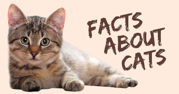 10 FACTS ABOUT CATS - Pet Clever