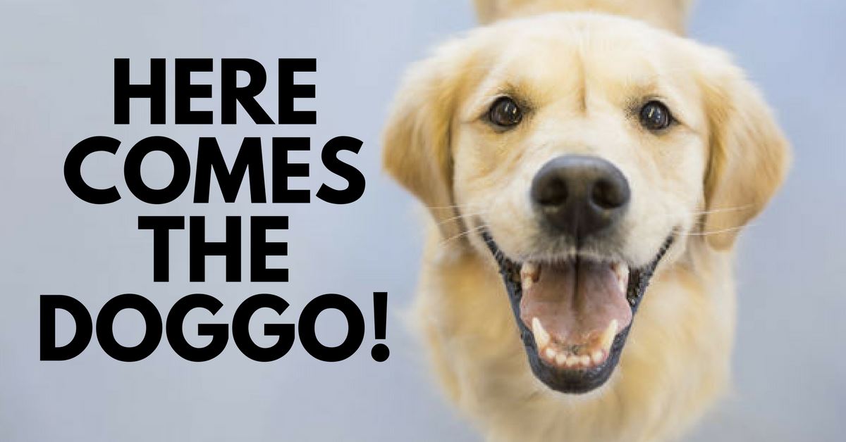 10 Fun Facts About Dogs You Might Not Know Of