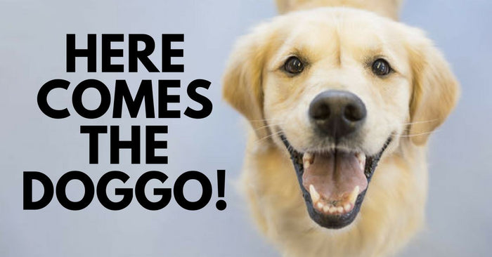 10 Fun Facts About Dogs You Might Not Know Of