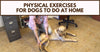 10 Fun Ways to Exercise Your Dogs Indoors