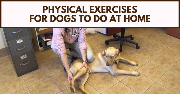 Training and Exercising Your Dog - Pet Clever