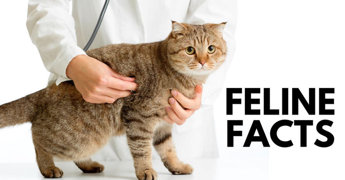 13 Amazing Feline Facts