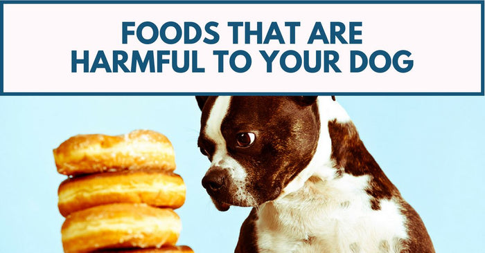 2 Common Foods That Are Harmful To Your Dog