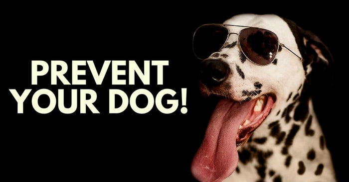 3 Easy Steps to Prevent Your Dog From Pulling on His Leash