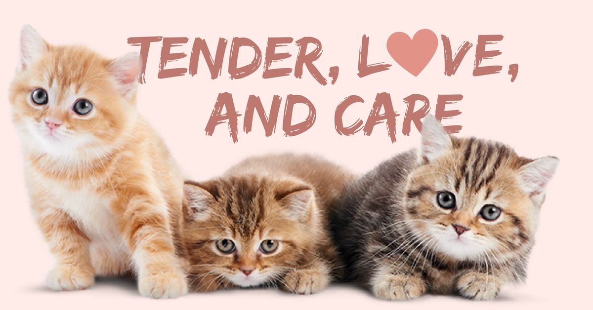 3 Tips On How To Take Care Of Pets