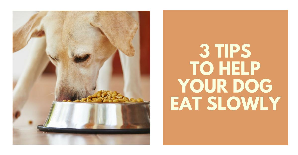 3 Tips To Help Your Dog Eat Slowly