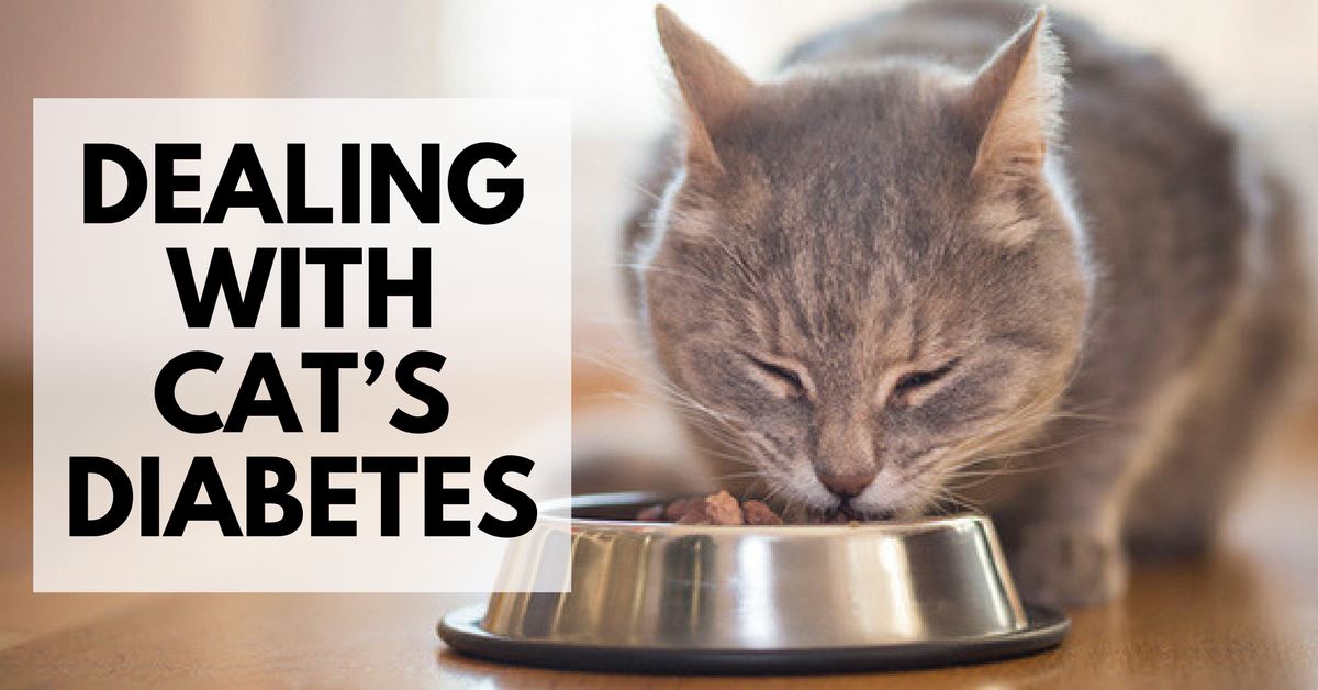 4 Advice For Dealing With Cat’s Diabetes