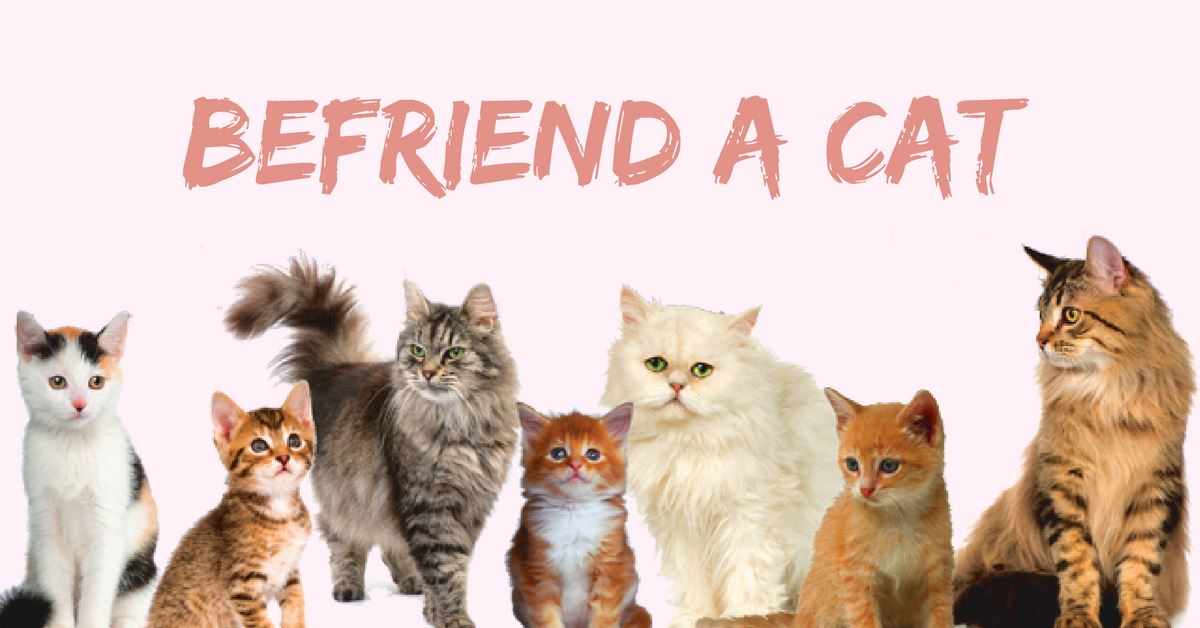 4 Best Ways To Befriend A Cat