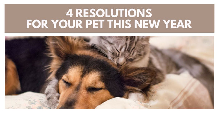 4 Resolutions For Your Pet This New Year