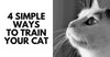 4 Simple Ways To Train Your Cat