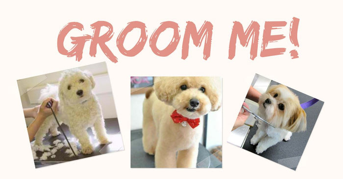 5 Helpful Tips on Grooming your Dogs