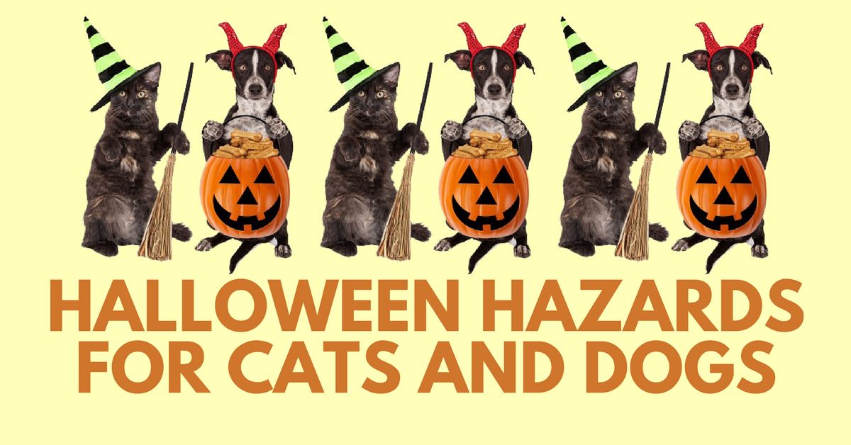 5 Most Usual Food-Related Halloween Hazards For Cats And Dogs
