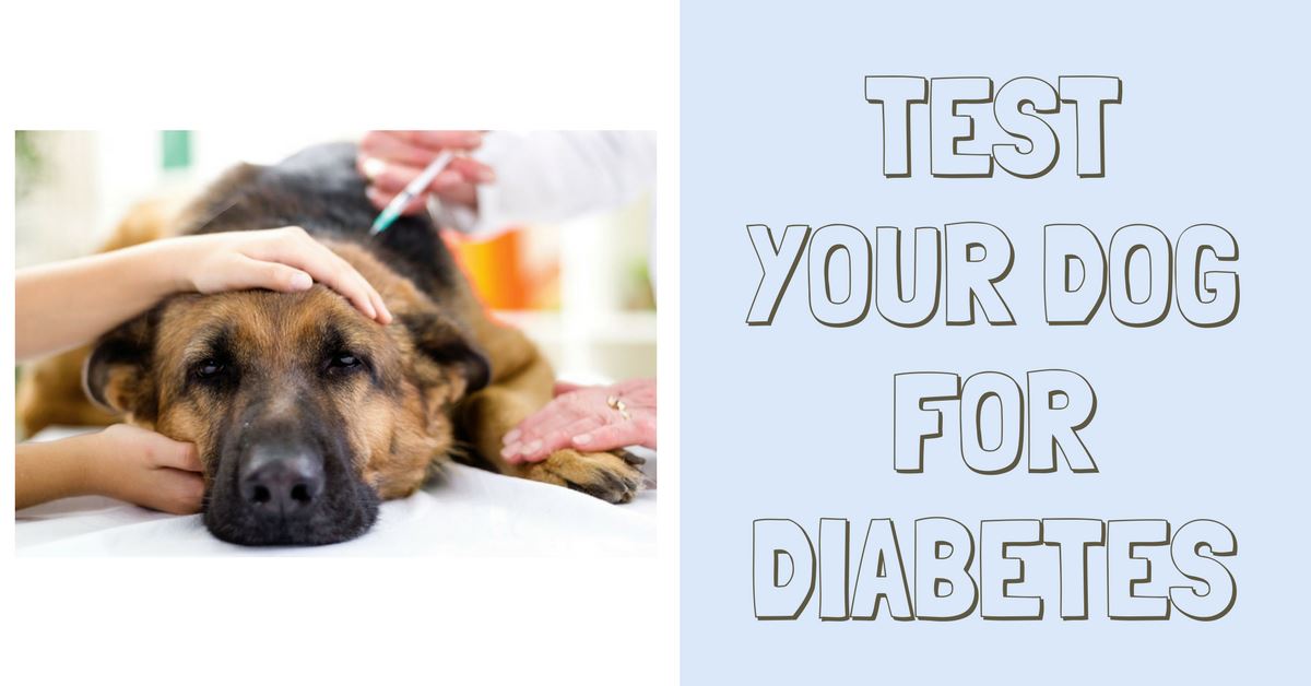 5 Reasons Why You Should Test Your Dog for Diabetes