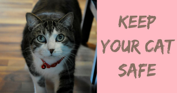 5 Simple Tips to Keep Your Cat Safe