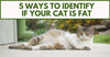 5 Ways To Identify If Your Cat Is Fat