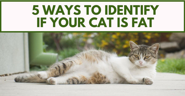 5 Ways To Identify If Your Cat Is Fat