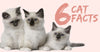 6 Cat Facts You Should Start Believing