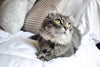7 Adorable Grey Cat Breeds for You