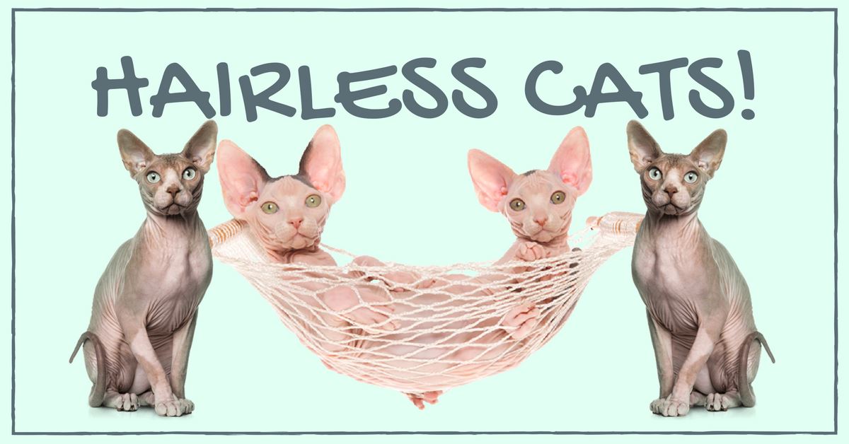 Adorable Hairless Cats