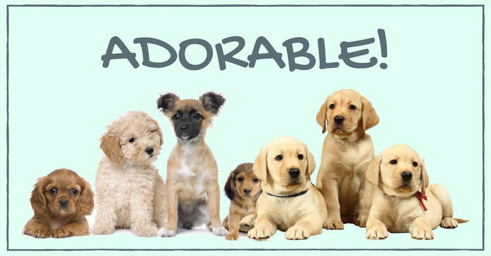 Adorable Reasons On Why You Should Adopt A Puppy