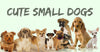 Advantages and Disadvantages of Small Dogs