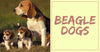 All About Beagle Dogs