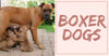 All about Boxer Dogs