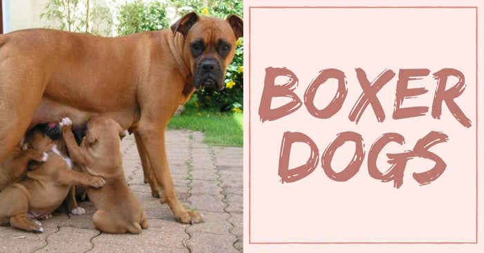 All about Boxer Dogs