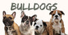 All About Bulldogs