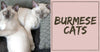 All About Burmese Cats