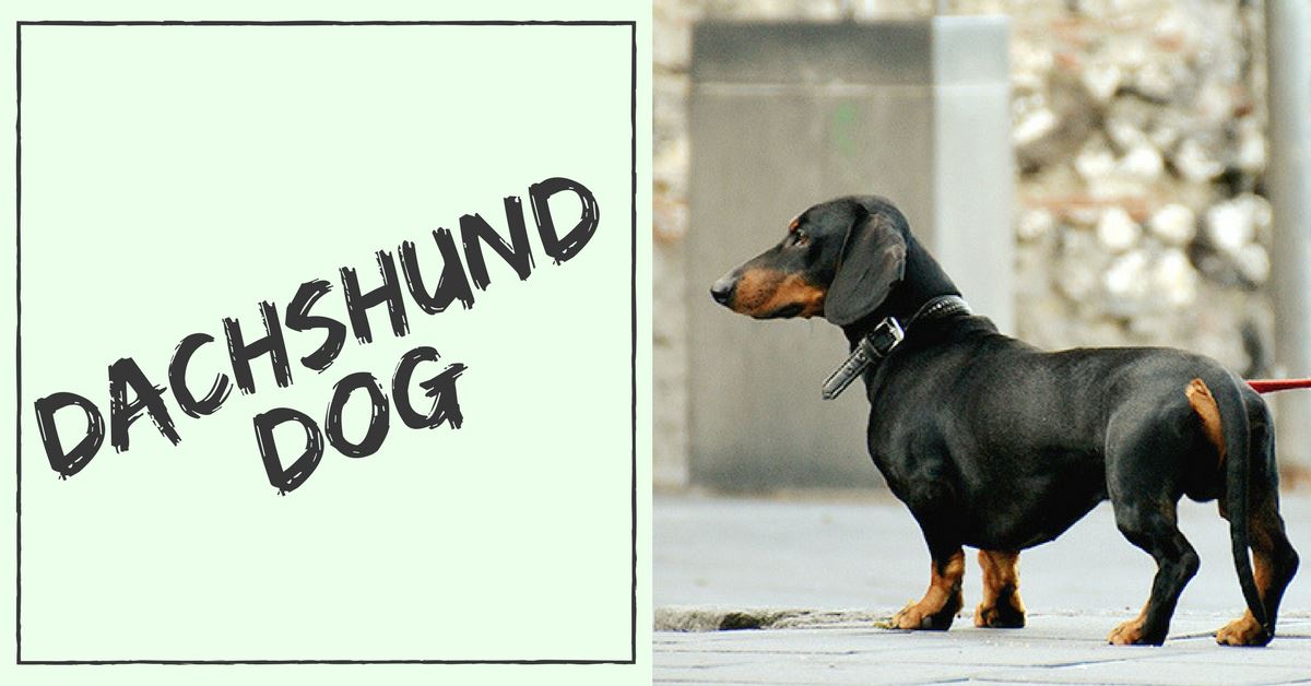 All About Dachshund Dogs