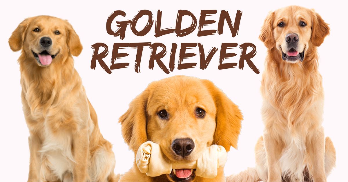 All About Golden Retriever