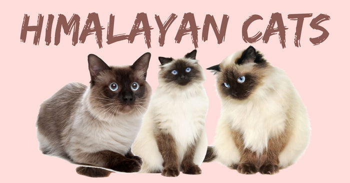 All About Himalayan Cats