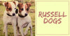 All About Jack Russell Dogs