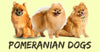 All About Pomeranian Dogs