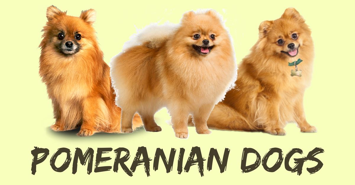 All sales about pomeranian