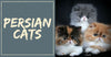 All You Need to Know About Persian Cats