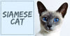 All you need to know about Siamese Cats