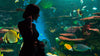 Aquarium Decorations Your Fish Tank Needs
