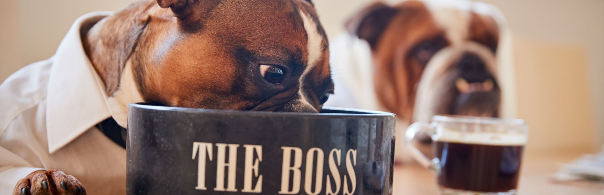 Are Dairy Products Safe for Pets?