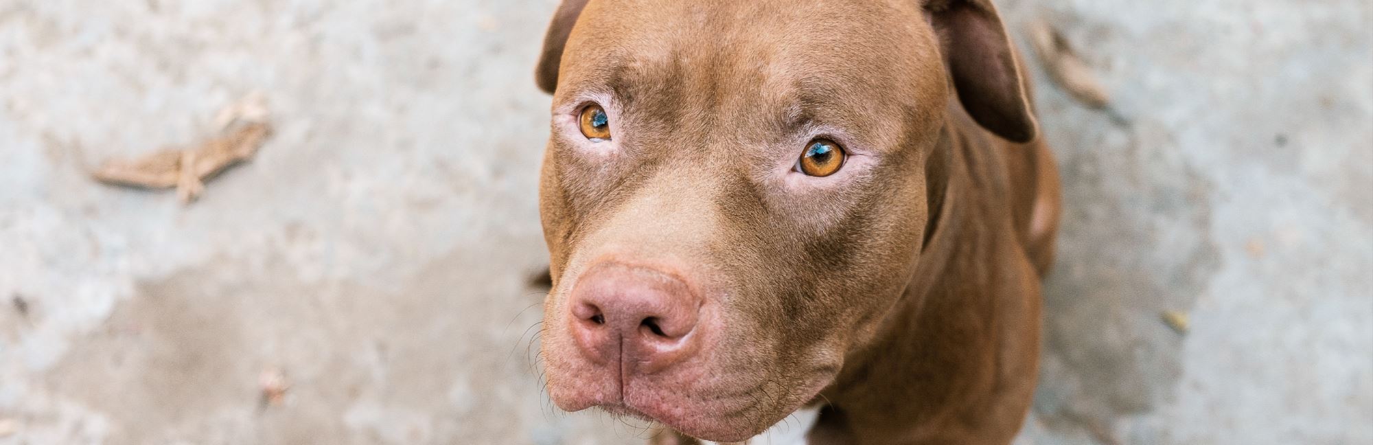 Are Pitbulls Actually Dangerous?