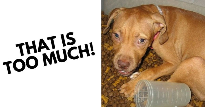 Are You Feeding Your Dog Too Much Or Too Little?